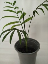 Parlour palm rooted for sale  ABERAERON