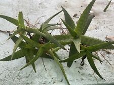 Medium zebra aloe for sale  Ormond Beach