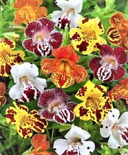 Mimulus tigrinus mix for sale  SALISBURY