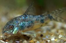 Corydoras paleatus small d'occasion  Expédié en Belgium