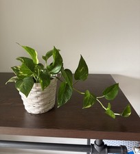 Houseplant epipremnum aureum for sale  Aurora