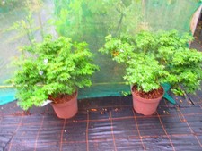 32inch inc. pot for sale  OXFORD