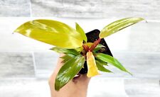 Philodendron prince orange for sale  Reseda
