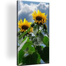 Sonnenblume blume pflanzen gebraucht kaufen  Deutschland