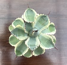 Agave kichiokan variegated. for sale Agave kichiokan variegated. for sale  BOURNEMOUTH
