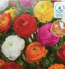 Ranunculus mixed colour for sale  MELTON MOWBRAY