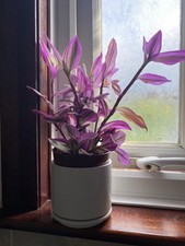 plastic pots plant long for sale plastic pots plant long for sale LONDON