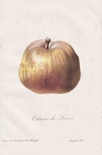 Pear birne poire gebraucht kaufen  Seubersdorf
