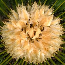Cycas revoluta semen usato  Napoli