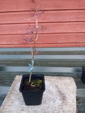 Acer palmatum red for sale  CRANBROOK