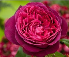 Pure poetry hybrid for sale Pure poetry hybrid for sale  BIRMINGHAM