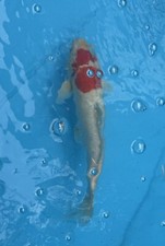 Kohaku live koi for sale  Salt Lake City