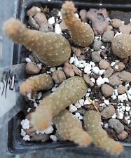 Pterocactus neuqunensis SAR1751/42A La Luisa NQN na sprzedaż  PL