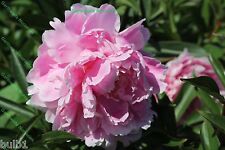 Sarah bernhard double for sale  ALFRETON