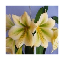 Clivia hirao green gebraucht kaufen  Pfullingen