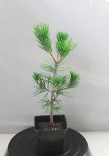 Japanese black pine for sale  Lakewood