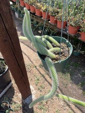 Monkey tail cactus for sale  Oceanside