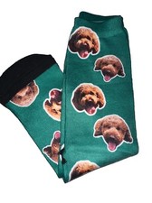 goldendoodle pet for sale goldendoodle pet for sale Norfolk