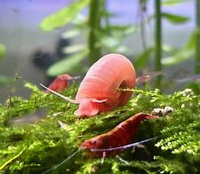 Ramshorn snails assorted for sale  Cumming