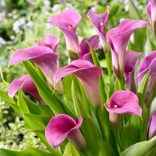 Easy grow calla for sale  Milwaukee