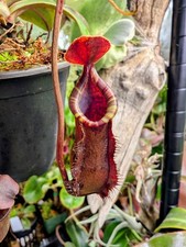 nepenthes pitcher plants for sale nepenthes pitcher plants for sale Herriman