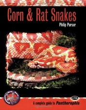 Corn rat snakes for sale  UK