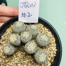 Multi heads plant for sale  Shipping to United Kingdom