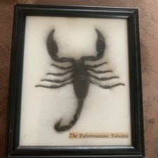 Huge real scorpion for sale  SOUTHAMPTON
