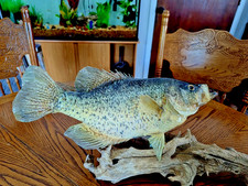crappie mounts for sale crappie mounts for sale Theodosia
