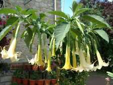 Brugmansia grand marnier d'occasion  Villemandeur