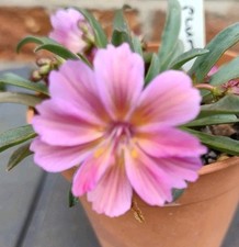 Hardy succulent lewisia for sale  SHEFFIELD