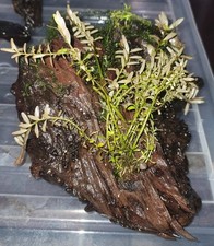 Aquarium fish tank for sale  GREENFORD