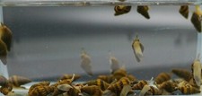 escargot snails for sale escargot snails for sale Walnut