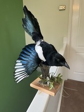 Taxidermy magpie protected for sale  WAKEFIELD