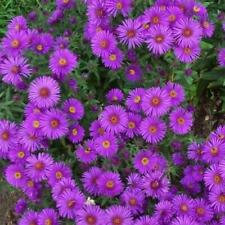 New england aster for sale  Sevierville