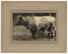 1910s man prize for sale  Irwin