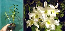 Dendrobium moniliforme nobile usato  Spedire a Italy