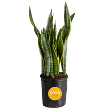 Sansevieria laurentii indoor for sale  Los Angeles