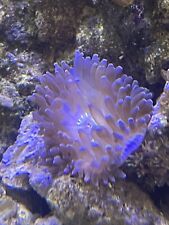Bubble tip anemone for sale  QUEENBOROUGH