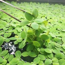 Leaf dwarf water for sale  Bakersfield