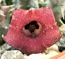 Talea huernia macrocarpa usato  Giugliano in Campania