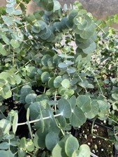 Baby blue eucalyptus for sale  Delta