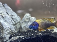 Male ruby red for sale  Forney