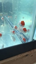 Red cap oranda for sale  Haslet