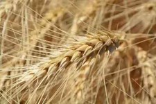 Hard white wheat for sale  Melbourne
