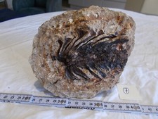 Fossil pineapple.in volcanic d'occasion  Expédié en Belgium