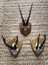 Sweet decorative deer for sale Sweet decorative deer for sale  LONDON