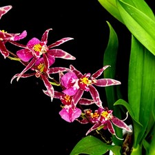 oncidium sharry baby for sale oncidium sharry baby for sale  LEIGH
