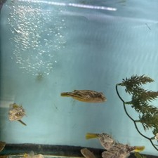 Fahaka puffer fish for sale  Brooklyn