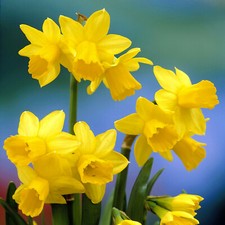 Daffodil tete tete for sale  GLASGOW